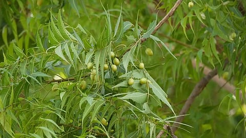 Divine Power of the Neem Tree in Astrology and Vaastu