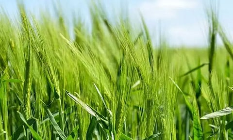 Can Assam meet paddy target?