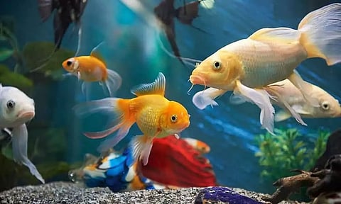 Vastu Tips for Women