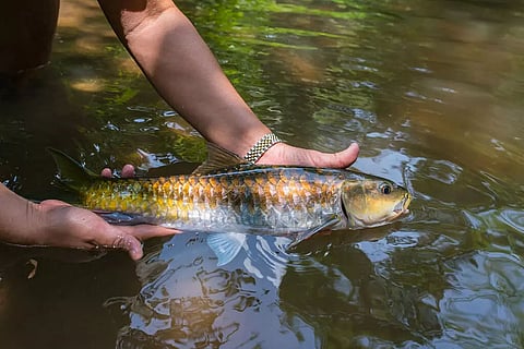 Northeast's First Fish Museum to Open in Arunachal Pradesh