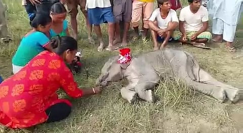 Baby wild elephant gets stuck in mud, later dies in Goalpara district