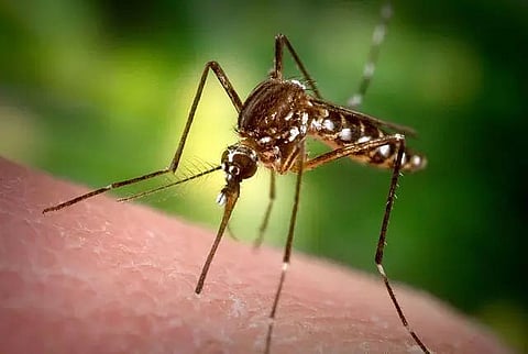 Dengue Outbreak: Conditions Remain Severe in Several Parts of India