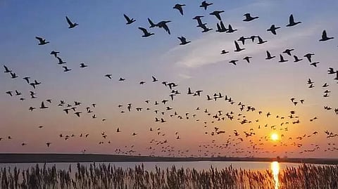 People For Animal Demands the End of Bird Superstitions in Calendars