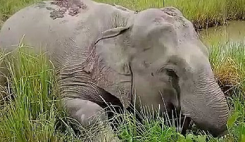 Wild elephant found dead in Sonitpur district