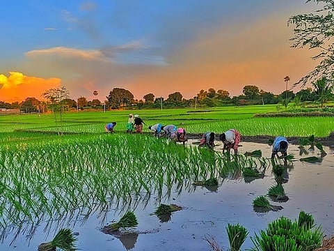 Assam: Farmers to sell paddy only to government agencies