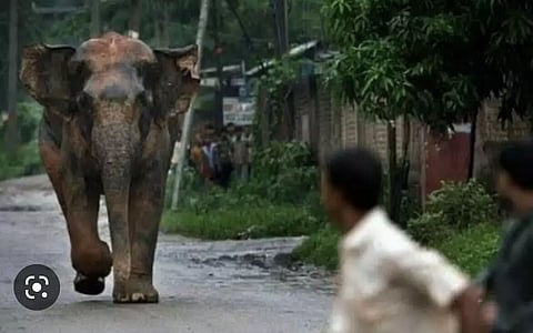 Assam : Two More Deaths Reported In The Ongoing Human-Elephant Conflict