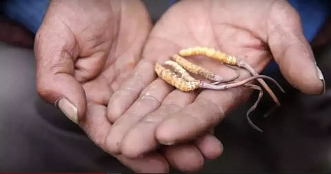 Caterpillar Fungus: Reason for Chinese Border Violations