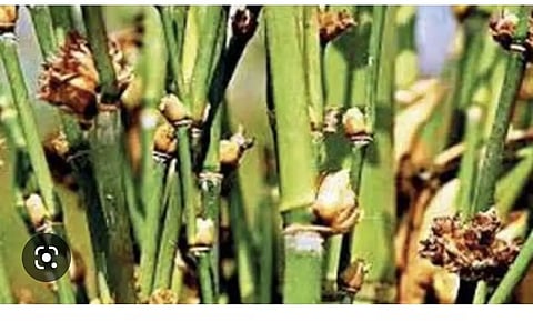 Mizoram : More than 2,887 Hectares Of Paddy Harvest Destroyed By Rat Menace