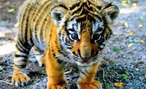 Three tiger cubs recovered in Athabari Tea Estate 4 no branch near Demow