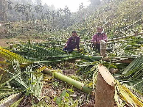 Assam Forest Department cuts 6,000 betel nut trees for gardening in Boko