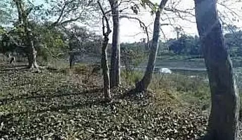 Wildlife sanctuaries in Assam under threat from encroachers