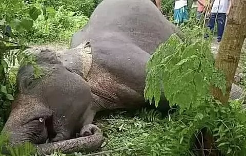 Elephant found dead on the outskirts of Deepor Beel