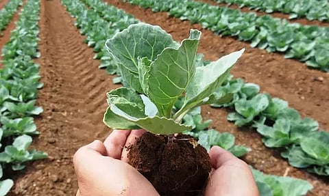 Expo on organic Northeast begins
