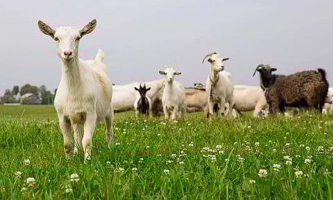 15-day training programme on vermicompost and goat farming organized in Tetelia