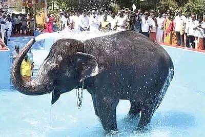 A bathing pool worth Rs 50 lakh for temple elephant in Tamil Nadu