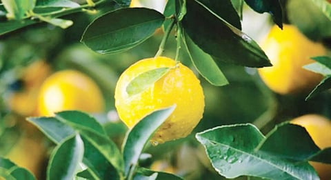 Yuzu: A skincare ingredient