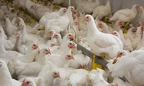 Japan culls nearly 15 million birds amid rampant avian flu