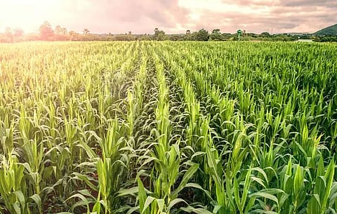 Addressing productivity issue of crop cultivation in Assam