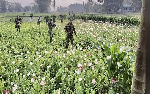 BSF Destroys Illegal Poppy Cultivation In Indo-Bangladesh Border