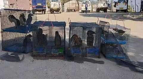 Mizoram Police rescue 17 exotic birds, animals