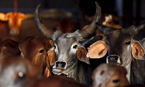 Smuggled cattle seized in Biswanath Chariali