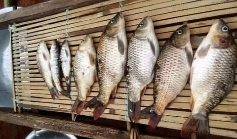 Mass Fish Deaths At Tributary Of Meghalaya’s Umiam Lake