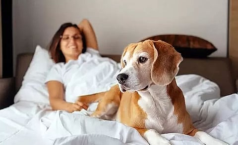 Your lovely pet dog or cat may lead to restless nights: Study