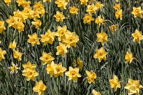 Daffodil Blooms -- with Petals of Gold