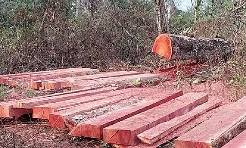 Unabated encroachment and destruction of resources in Ultapani reserve forest, Kokrajhar