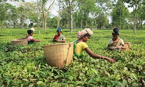Adivasi students’ conference to be organized at Gopal Krishna Tea Estate