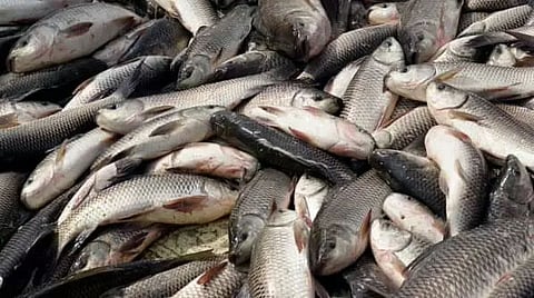 Primary duty of Health Department is to check contaminants in imported fish