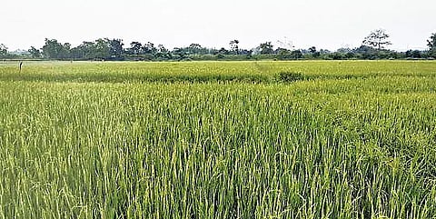 Golaghat woman Munme Saikia Gogoi scripts success story in millet cultivation