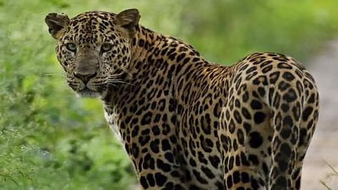 Man sustains injuries in attack by suspected leopard in Dima Hasao district