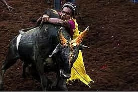 Supreme Court affirms Tamil Nadu law allowing ‘jallikattu’