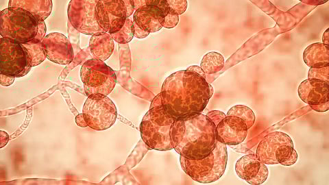 ‘Climate change driving threat of fungal infections in humans’, US health officials