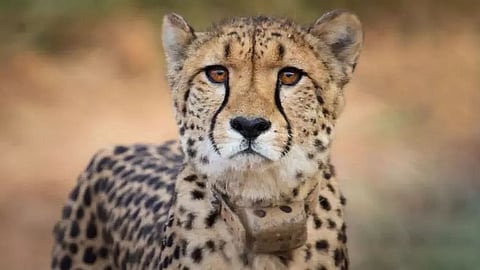 Cheetah deaths raise red flags on viability of ‘mock natural habitat’ Kuno