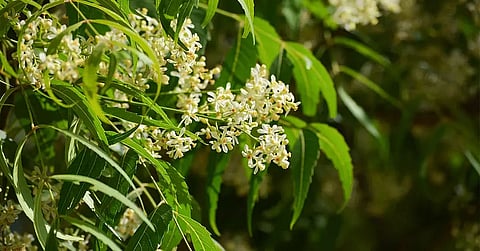 Neem Tree: A plant that we need today