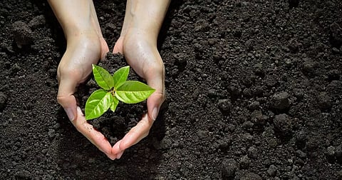 The importance of trees: sustaining life and nurturing our planet