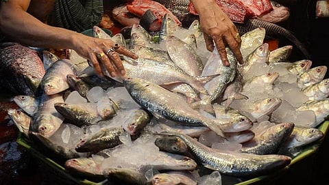 Meghalaya government bans sale, distribution of imported fish for 15 days