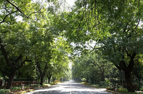 Delhi HC Directs Planting of 10,000 Trees With Rs 70 Lakh Deposited By Defaulting Litigants