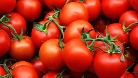 Tomato sold at over Rs 100 per kg