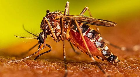Assam Malaria Case
Salbari malaria infection
Malaria outbreak Assam