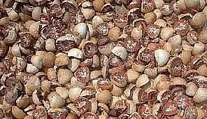 Areca nuts seized,  Assam Rifles, recovered illegal Nuts in 1012 bags worth Rs. 1.06 crore