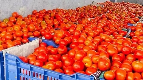 After theft, farmers in Karnataka forced to guard pricey tomatoes