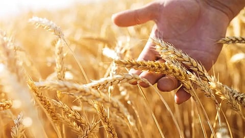 India’s new initiatives for sustainable fertiliser management