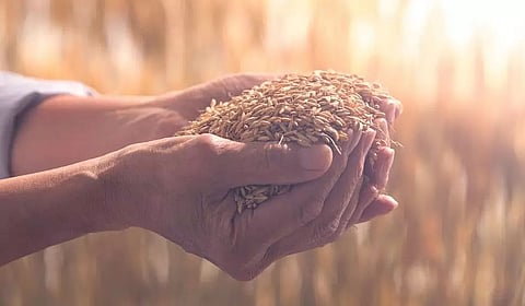 Food security in rainfed areas