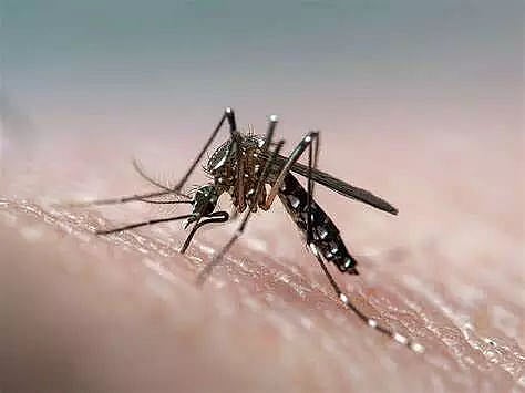 Rise in dengue cases