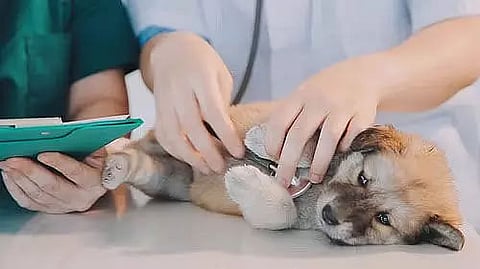 Veterinary revamp and some scenarios