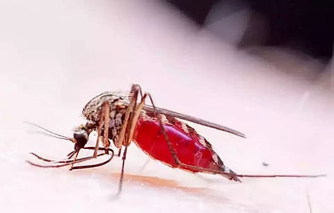 Over 150 dengue cases reported from Agartala
