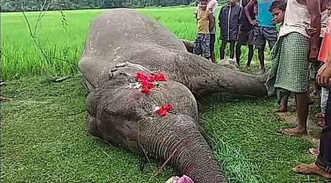 Assam: Tragic Elephant Deaths in Guwahati Due to Train Collision